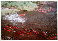 Spawning sockeye salmon