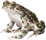 Amphibian image from new species distribution library