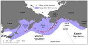 Steller sea lion range and rookeries