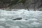 harbor seals and glacial ice