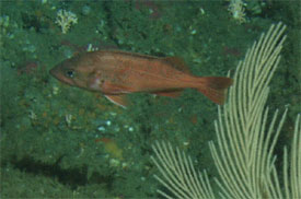 Adult northern rockfish as seen from Delta submersible