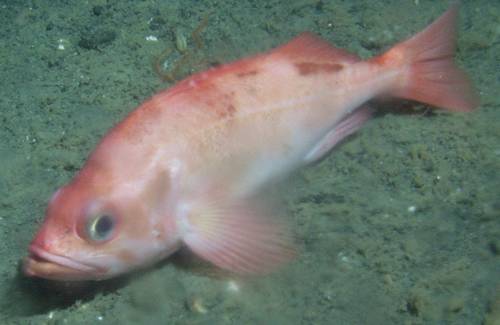 Adult Pacific ocean perch as seen from Delta submarine