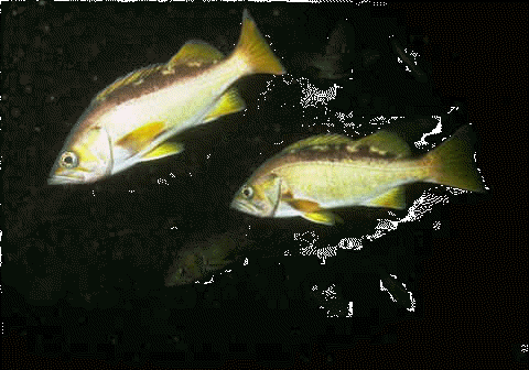 Small image of Flavidus rockfish