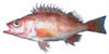 rockfish image