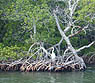 photo of a heron in the trees