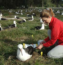 Dr. Ann Edwards and Laysan albatross