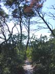 photo of burned trees near path entrance