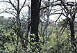 photo of close-up of blackened trees