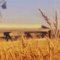 closeup of wheat plants with a large tractor machine in the distance