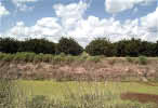 photo of orange trees in a row