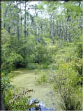Photo of freshwater swamp.