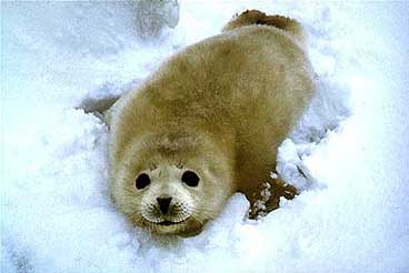 spotted seal pup on ice