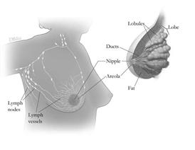 Breast anatomy; drawing shows lobes, lobules, ducts, areola, nipple, fat, lymph nodes, and lymph vessels