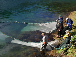 Pulling nets combing for forage fish.