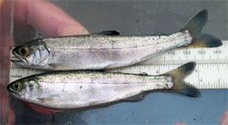 Juvenile coho salmon from Icy Strait in Southeast Alaska are measured for length