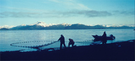 Beach seining for juvenile salmon