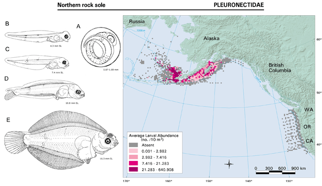 Lepidopsetta polyxystra illustration and distribution map