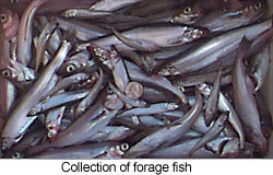 Small pelagic fish image