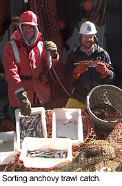 sorting anchovy trawl