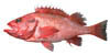 link to rougheye rockfish page