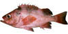 link to darkblotched rockfish page