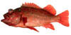 rockfish image
