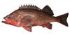 link to northern rockfish page
