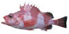 link to redbanded rockfish page