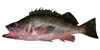 link to silvergray rockfish page