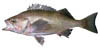 link to widow rockfish page
