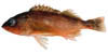 link to Puget Sound rockfish game