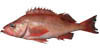 link to Pacific ocean perch page