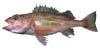 link to greenstriped rockfish page