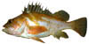link to copper rockfish page