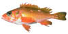 link to rosethorn rockfish