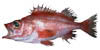 link to splitnose rockfish page