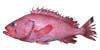 link to shortraker rockfish page
