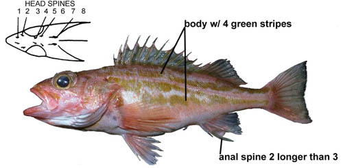 greenstriped rockfish