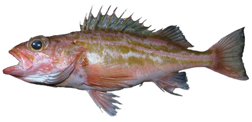 greenstriped rockfish