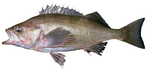 widow rockfish
