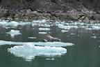 harbor seals and glacial ice