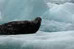 harbor seals and glacial ice