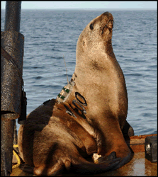 Steller sea lion with a satellite transmitter attatched to it's back.