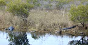 photo of alligators laying along the road