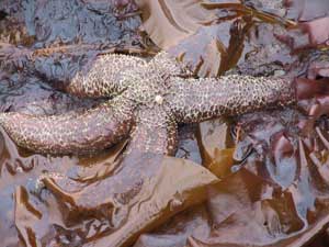 kelp and sea star