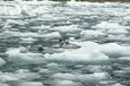 harbor seals and glacial ice