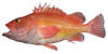 rockfish image