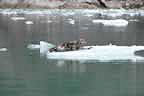 harbor seals and glacial ice