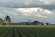 photo of storm cloud shadow over young sugarcane field