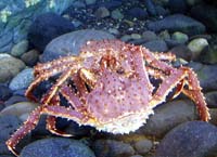 Photo of red king crab.